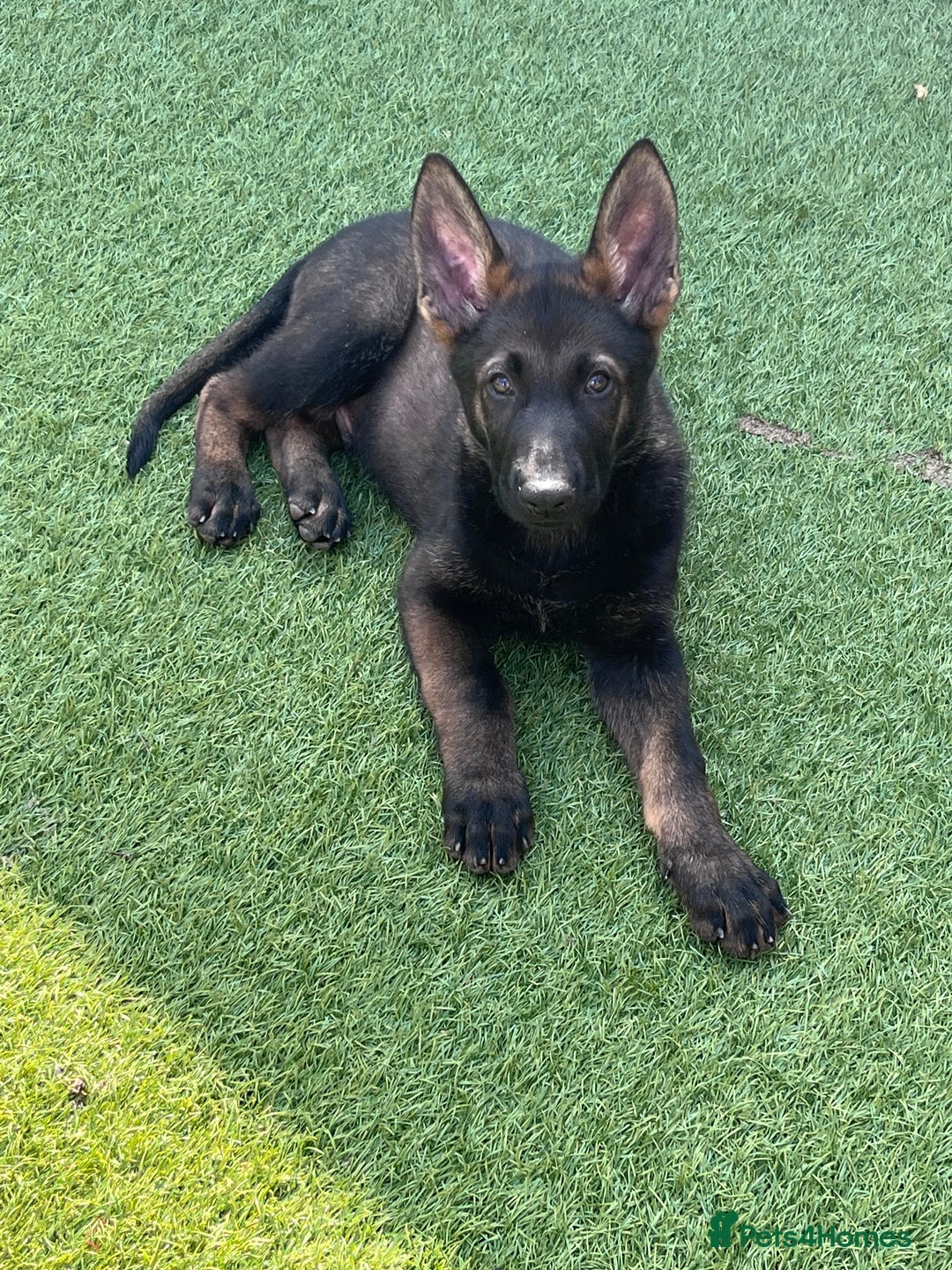 German Shepherd dogs for sale: gorgeous kc reg working blood line German Shepard  - Image 32