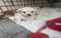 Bichon Frise dogs for sale: last 3 bichon frise remaining - Image 7