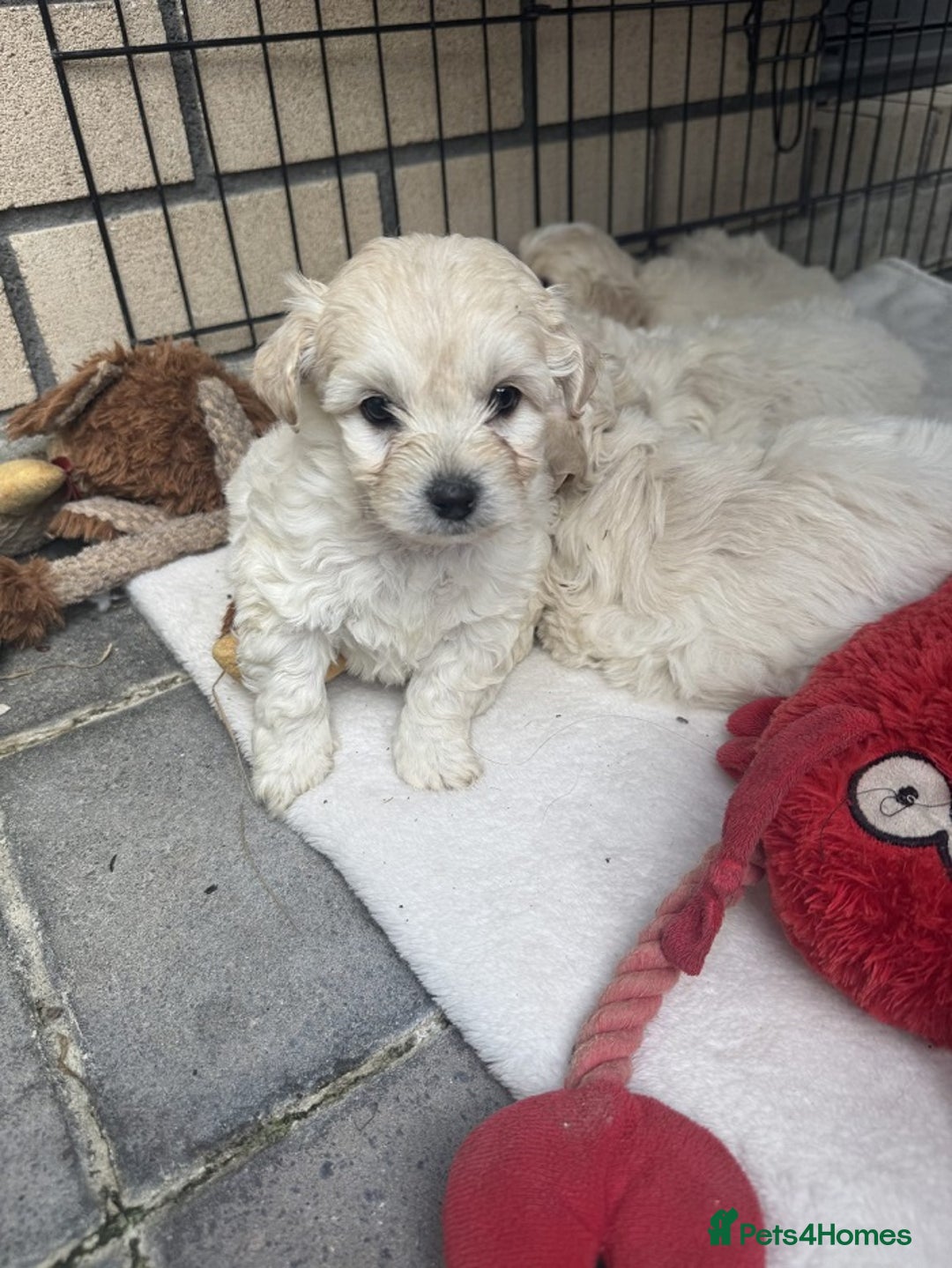 Bichon Frise dogs for sale: last 3 bichon frise remaining - Image 7