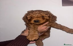 Labradoodle dogs for sale: 🐾AVAILABLE TO VIEW! - Fox Red Labradoodle Pups 🐾 - Image 18