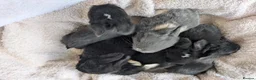 Mini Lop rabbits for sale: Beautiful Mini Lops For Sale  ˖Ი𐑼⋆ FOUR LEFT  - Advert 25