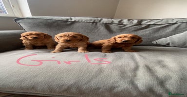 Cockapoo dogs - Advert 3