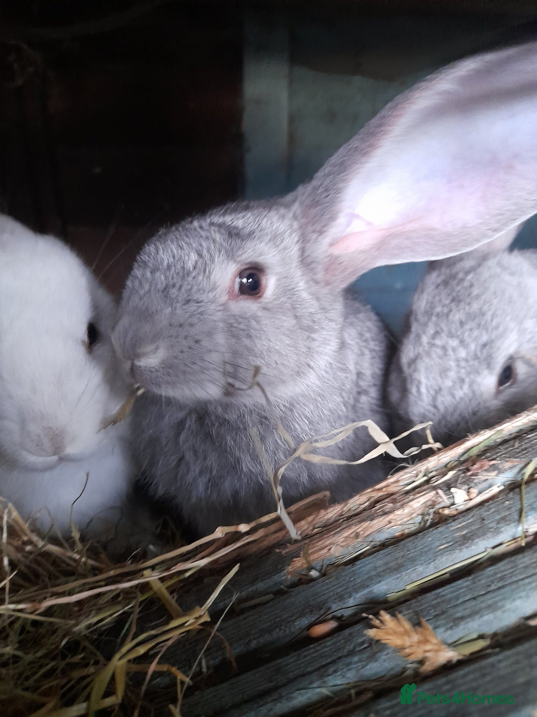 Continental Giant rabbits for sale: Beautiful Pure Giant Continental Babies  - Image 16