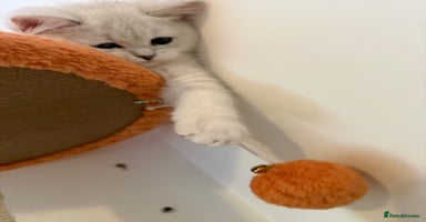 British Shorthair cats - Advert 4