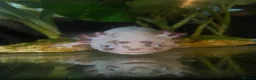 Axolotl reptiles for sale: Male axolotl and full set up - Advert 8