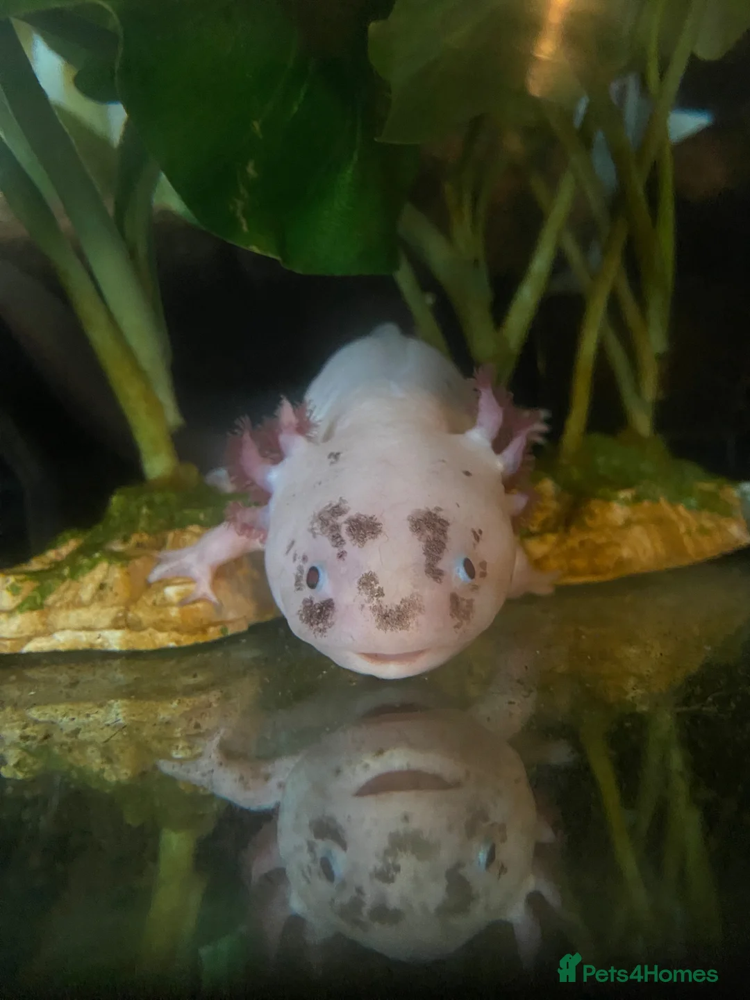 Axolotl reptiles for sale: Male axolotl and full set up - Advert 8