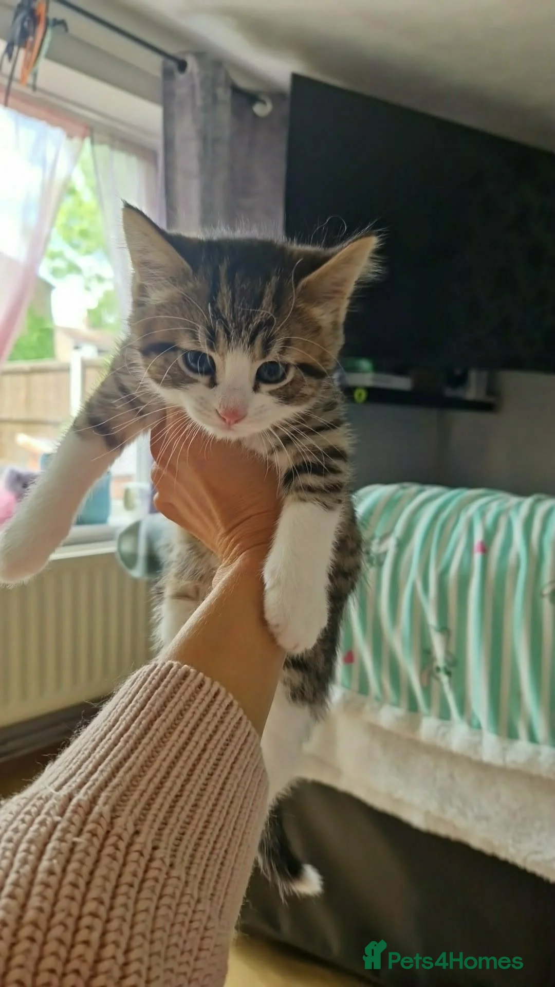 Mixed Breed cats for sale: Beautiful kittens  in Edenbridge - Advert 4