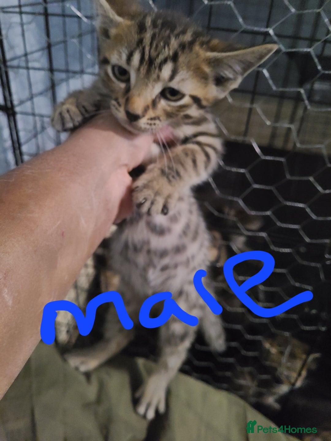 Ragdoll cats for sale: Kittens for sale - Image 20