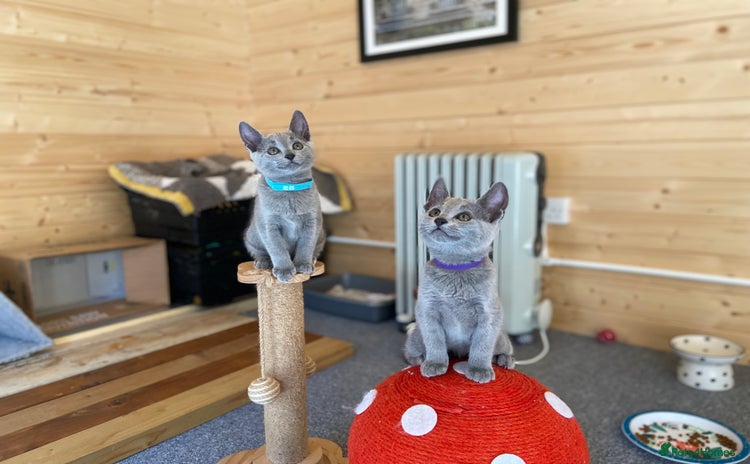 Russian Blue cats - Advert 1