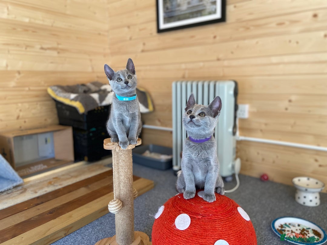 Russian Blue cats for sale: 🧡The last female-Russian Blue Kitten – TICA - Image 4