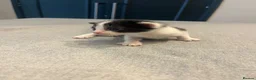 Mixed Breed cats for sale: 6 Gorgeous little kittens in Tunbridge Wells - Advert 5