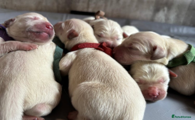 Golden Retriever dogs - Advert 16