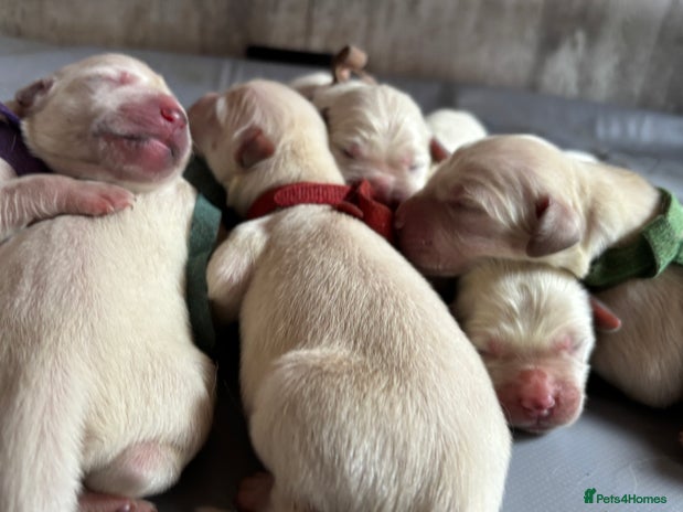 Golden Retriever dogs - Advert 4