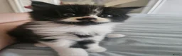 Mixed Breed cats for sale: Male Tuxedo Female Grey Tabby Persian X - Advert 13