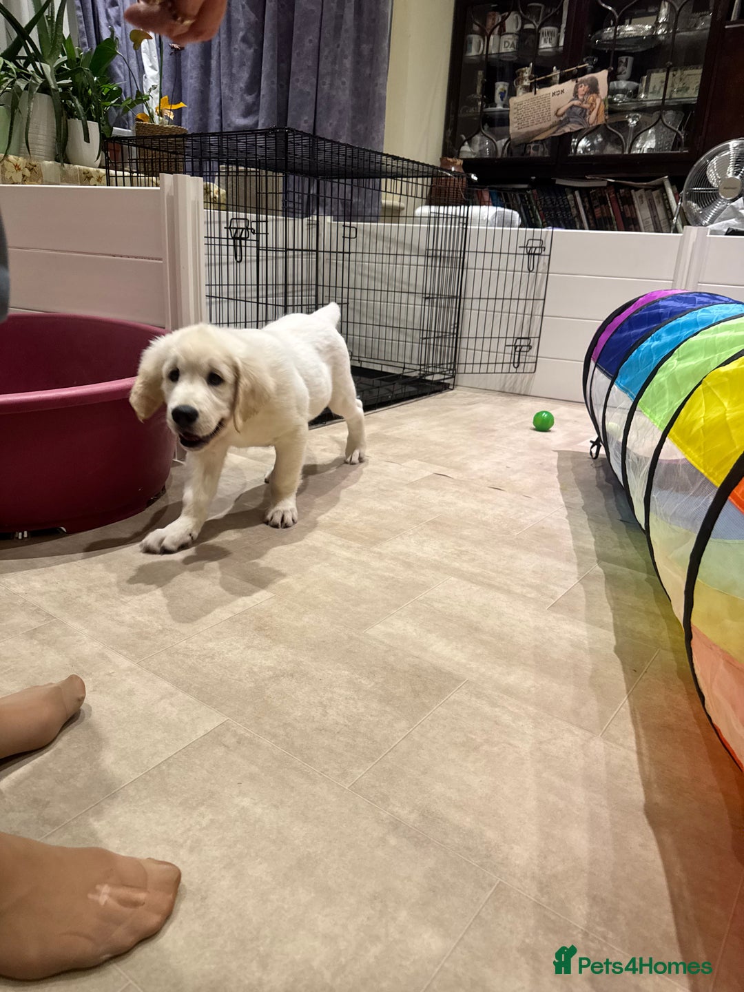 Golden Retriever dogs for sale: CREAM KC REG GOLDEN RETRIEVER TOP BLOODLINE  - Image 7