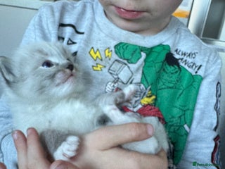 Ragdoll cats Ragdoll kittens in Stockton-on-Tees - Advert 9