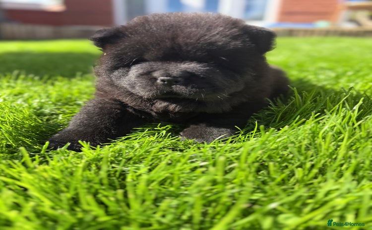 Chow Chow dogs - Advert 1