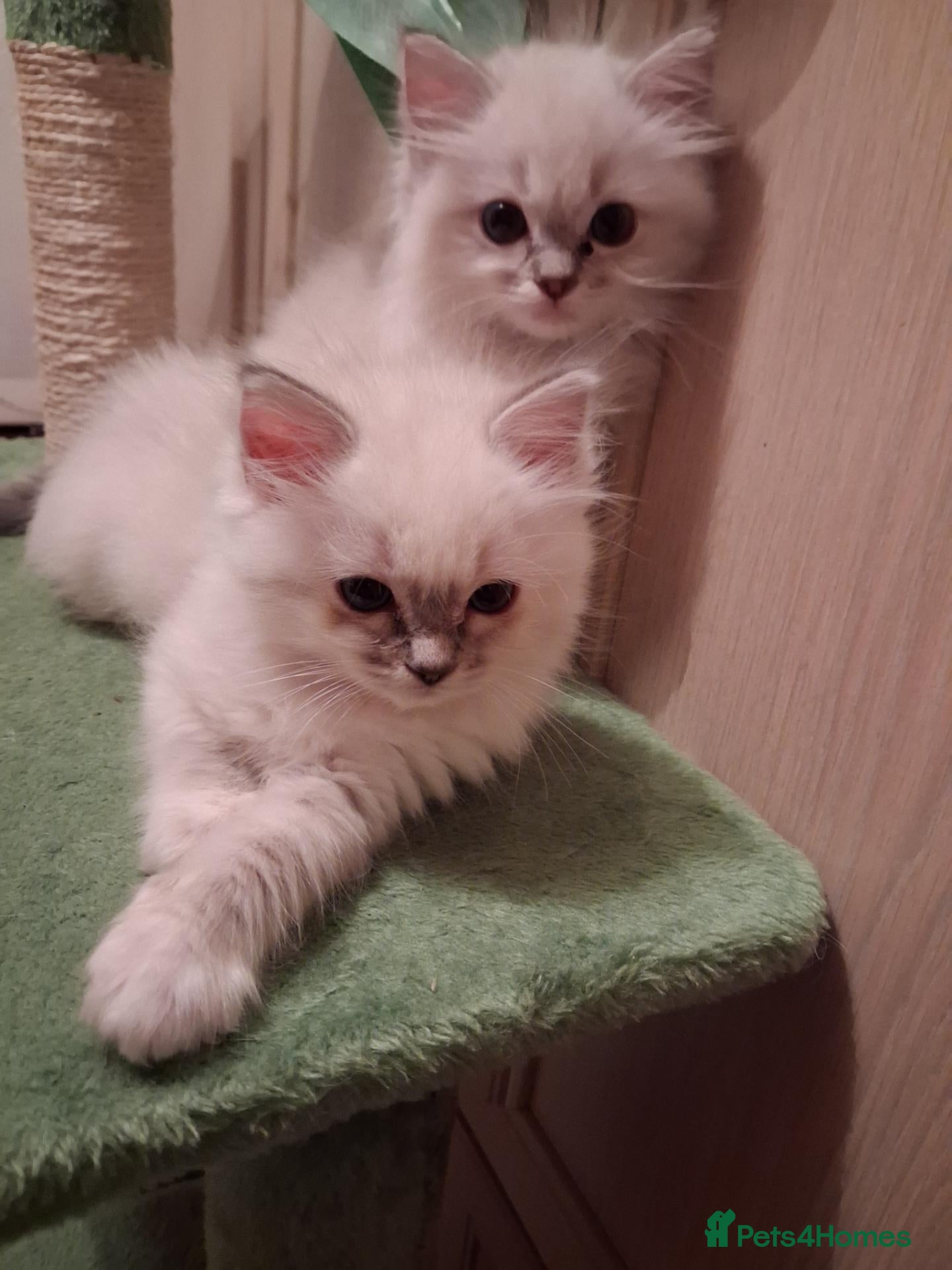 Ragdoll cats Beautiful GCCF registered Ragdoll kittens  - Advert 16