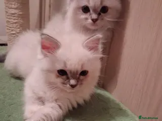 Ragdoll cats Beautiful GCCF registered Ragdoll kittens - Advert 16