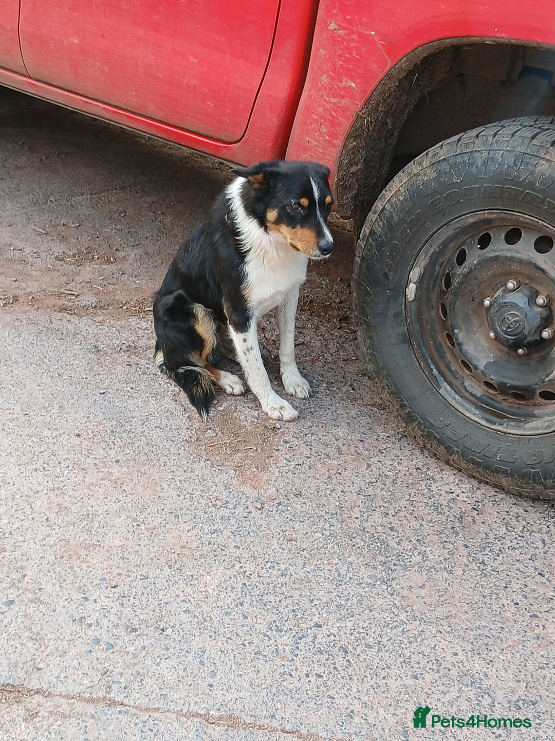Border Collie dogs for sale: Adorable sherp dog pups for sale - Advert 12