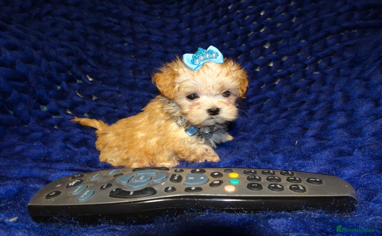 Maltipoo dogs - Advert 9