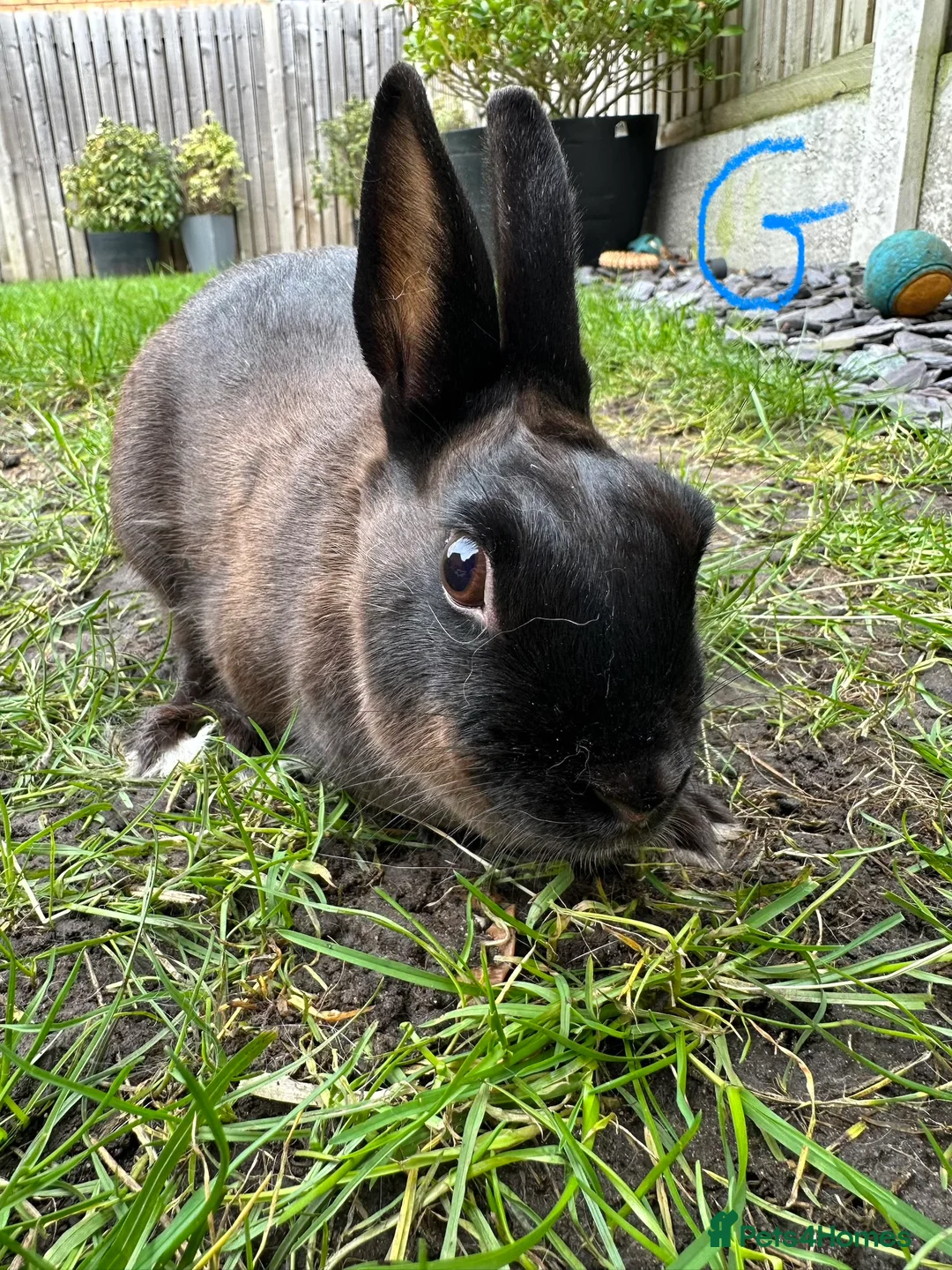 Netherland Dwarf rabbits for sale: Netherland Dwarf Rabbits for sale  - Advert 11