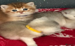 British Shorthair cats for sale: Stunning BSH golden silver kittens TICA - Image 6