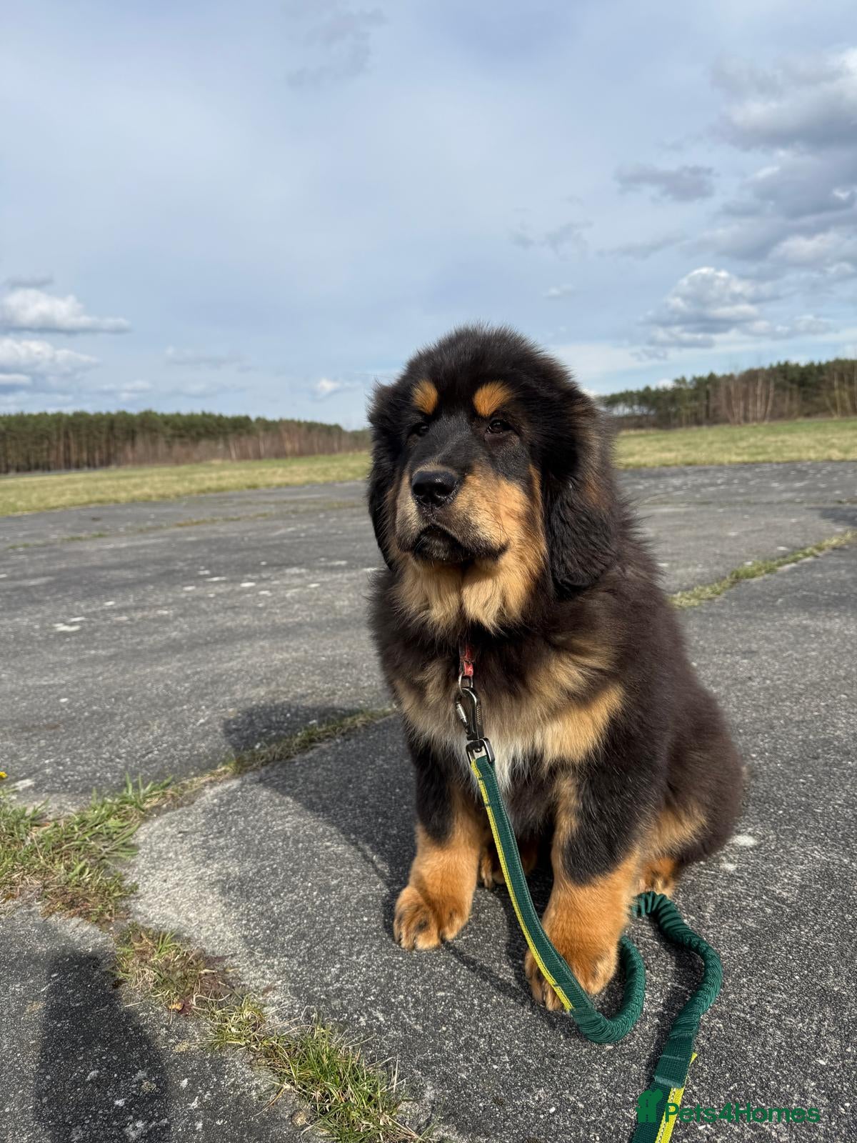 Tibetan Mastiff dogs Tibetan Mastiff Puppies - Advert 1