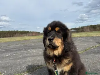 Tibetan Mastiff dogs Tibetan Mastiff Puppies - Advert 1