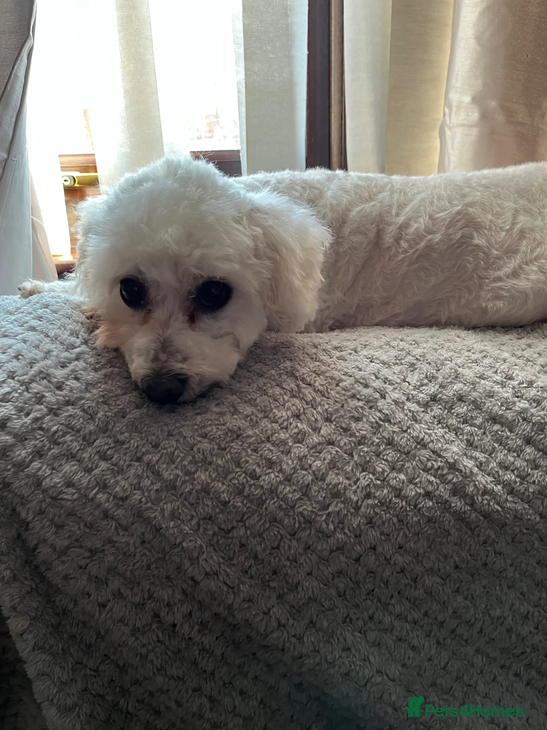 Mixed Breed dogs for sale: Two female pups  - Advert 2