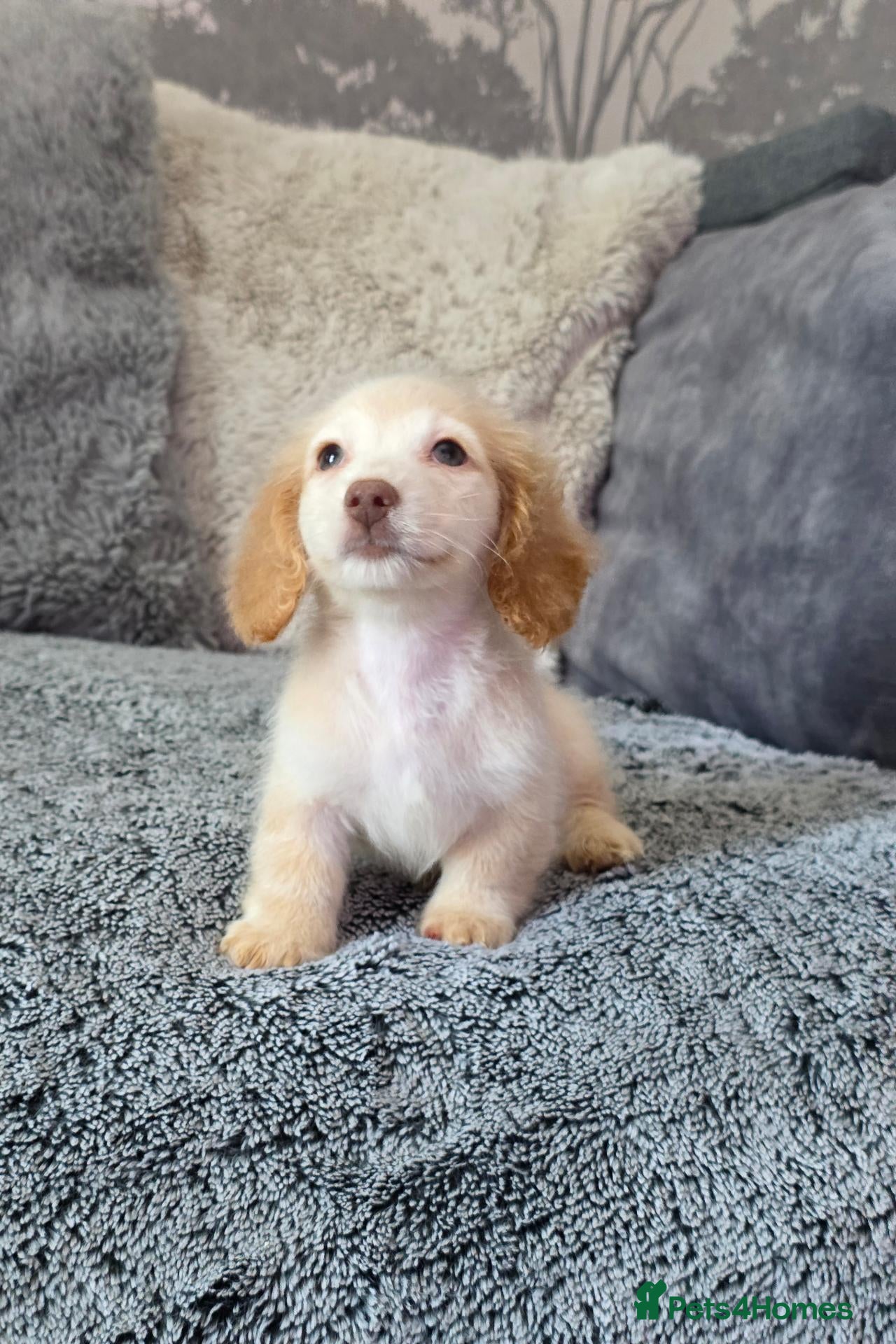 Miniature Dachshund dogs Cream male miniature Dachshund males - Advert 3