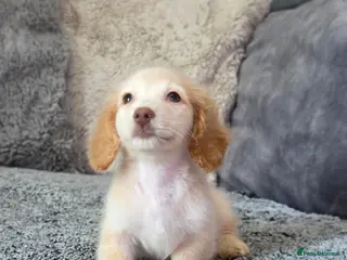 Miniature Dachshund dogs Cream male miniature Dachshund males - Advert 3