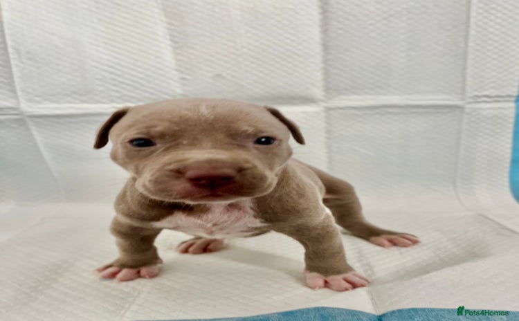 American Bully dogs - Advert 11