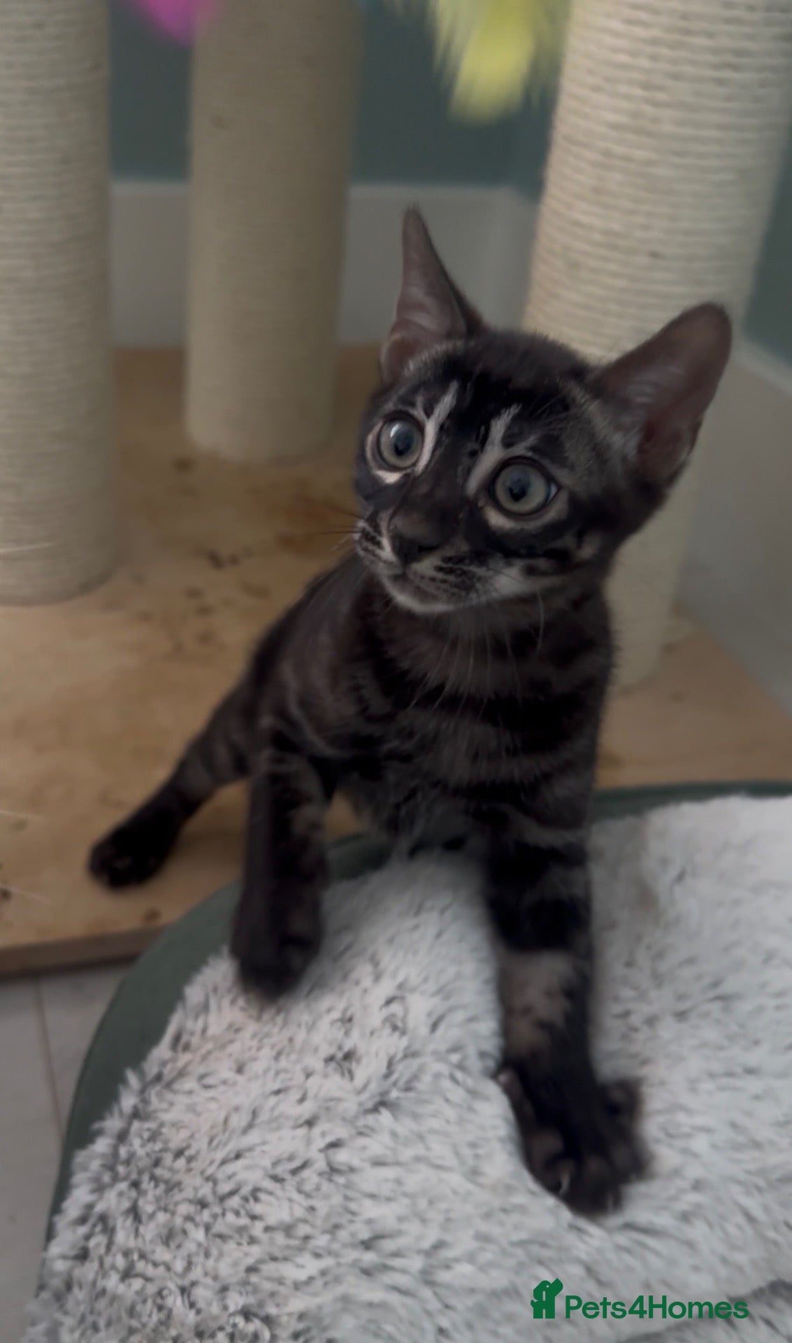 Bengal cats Exceptional bengal babies 🐆💎❤️ - Advert 1