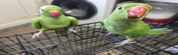 Ringnecks birds for sale: Hand-Reared Baby Indian Ringnecks for Sale  - Advert 5