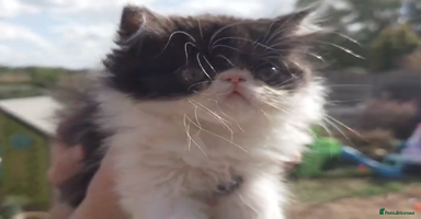 Persian cats - Advert 3