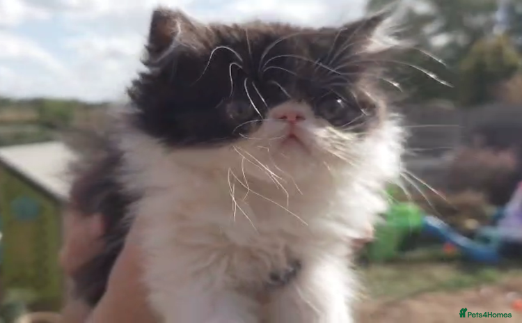 Persian cats - Advert 3