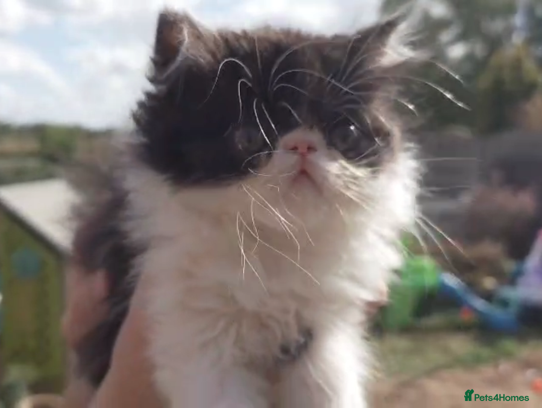 Persian cats for sale: Persian kittens KC Registered with pedigree - Image 9
