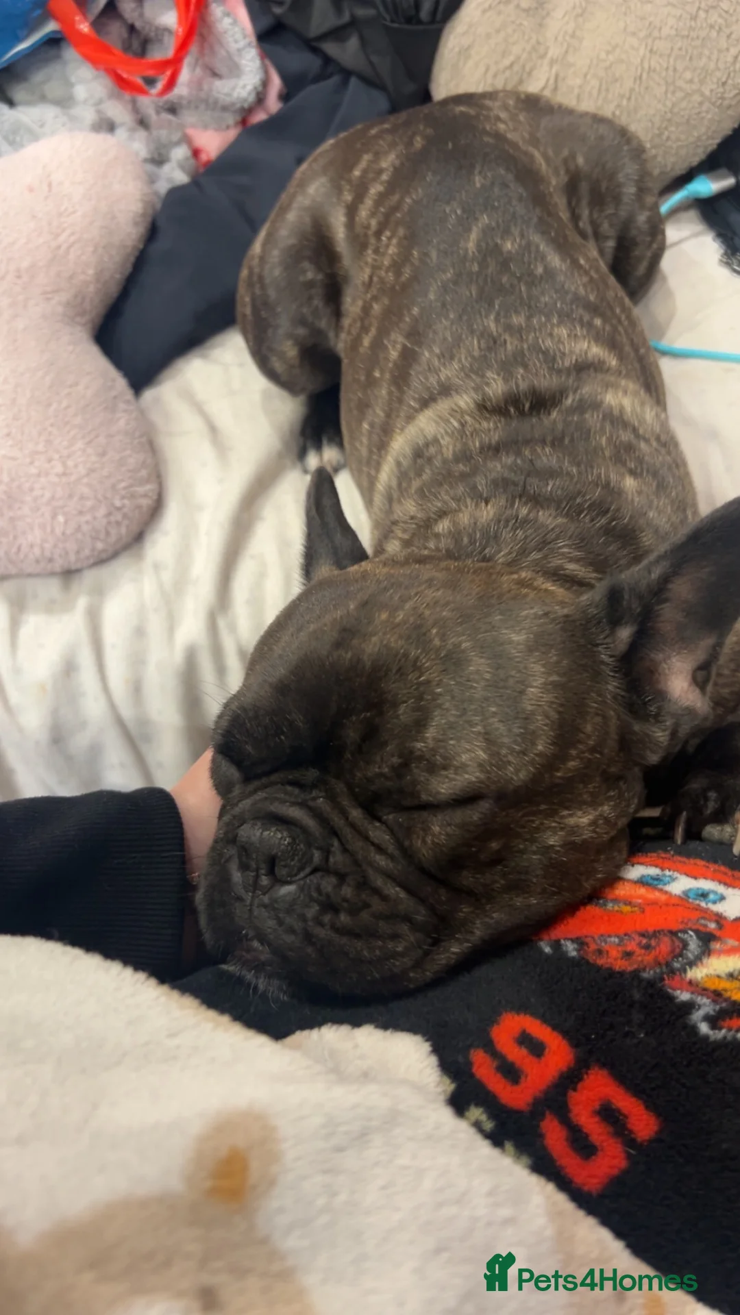 French Bulldog dogs for sale: French bulldog male  in Hull - Advert 1