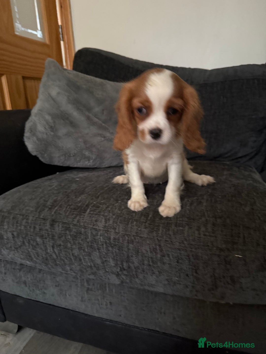 Cavalier King Charles Spaniel dogs for sale: Kennel club reg dna cavalier pups fully vaccine  - Image 12