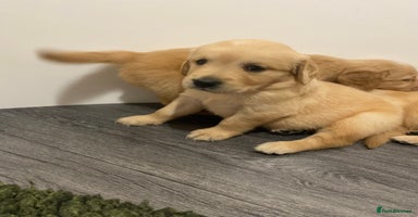 Golden Retriever dogs - Advert 6