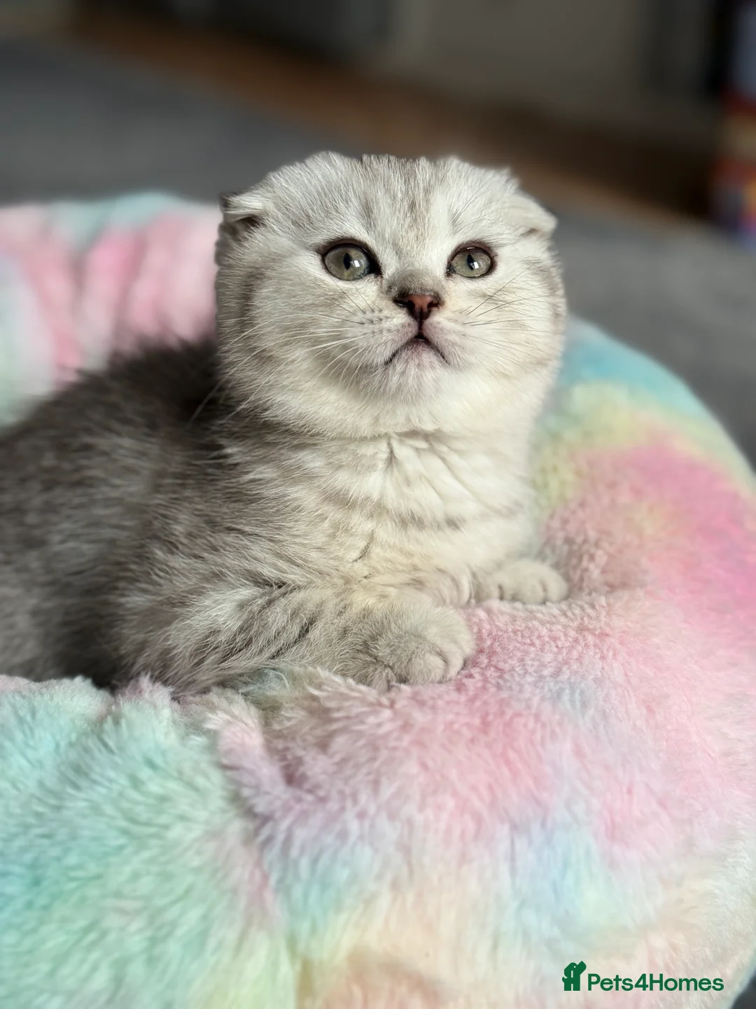 Scottish Fold cats for sale: Adorable Scottish Fold kitten looking for home 💕 in London - Advert 5