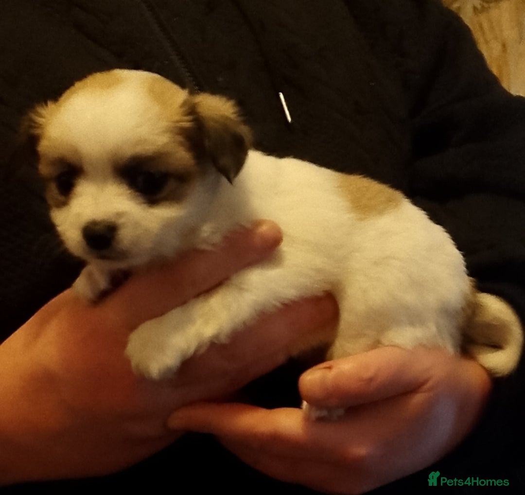 Chihuahua dogs for sale:  Chihuahua puppies can be seen with mum and dad  - Advert 8