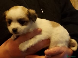 Chihuahua dogs Chihuahua puppies can be seen with mum and dad - Advert 1