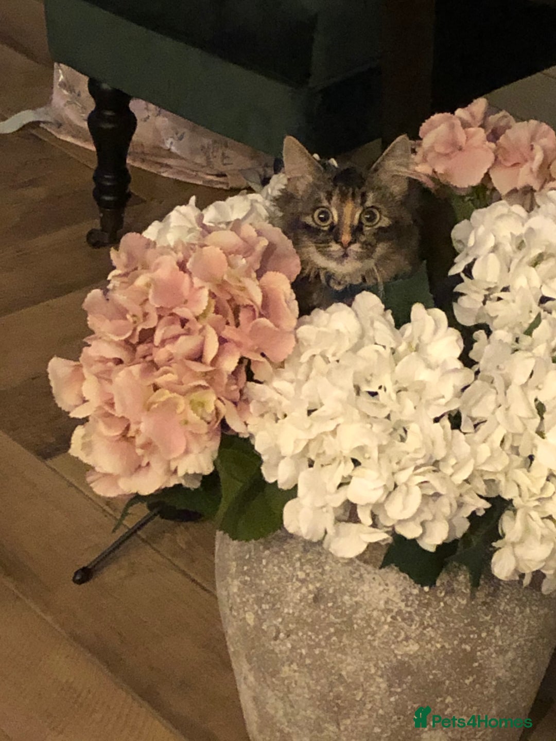Maine Coon cats for sale: Beautiful Maine Coon X looking for a new home  - Image 4