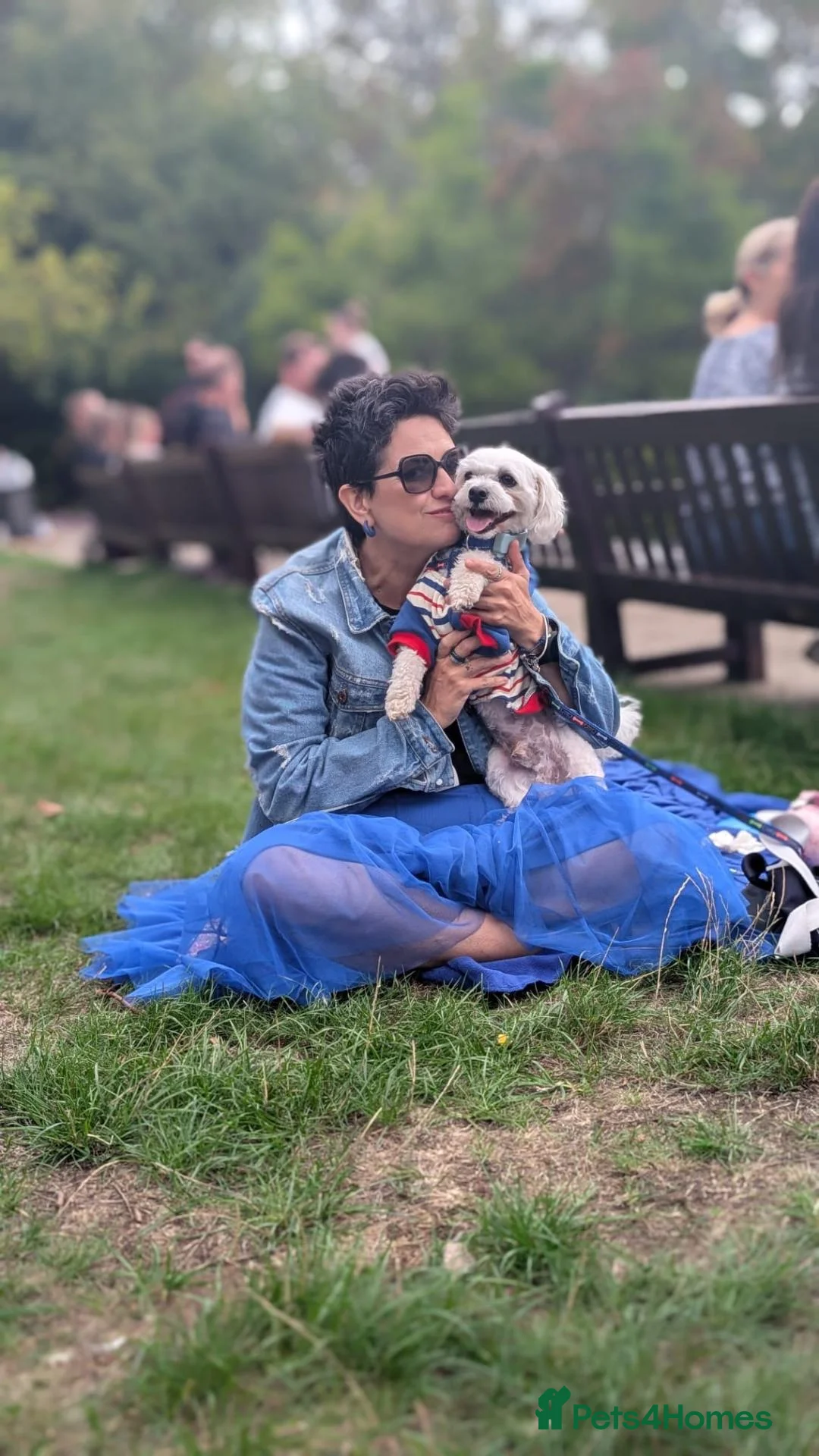 Maltese dogs for stud: 🐾 Meet Buddy – Maltichon Boy for Stud ONLY! ❤️🐾 in Mitcham - Advert 1