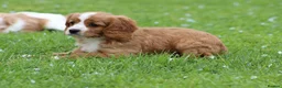 Cavapoo dogs for sale: Beautiful Cavapoo puppies for sale - Advert 24