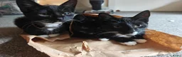 Mixed Breed cats for sale: Adorable kittens - Advert 24