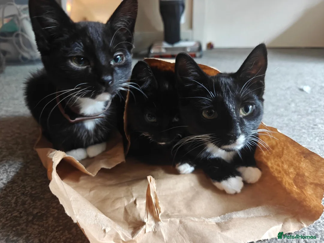 Mixed Breed cats for sale: Adorable kittens - Advert 24