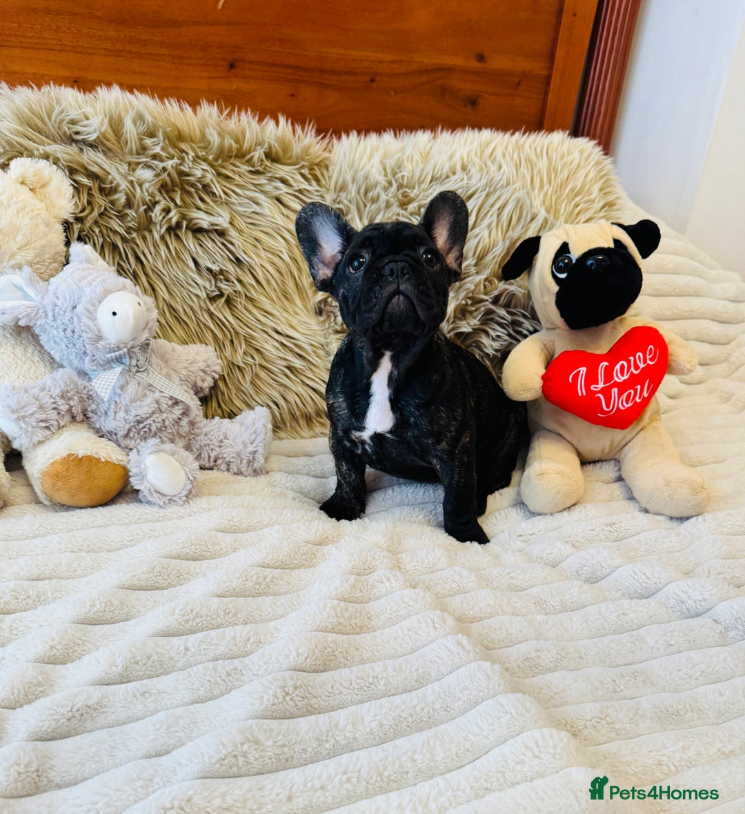 French Bulldog dogs for sale: 🏆KC registered, Standard French Bulldog Puppies🏆 - Image 30